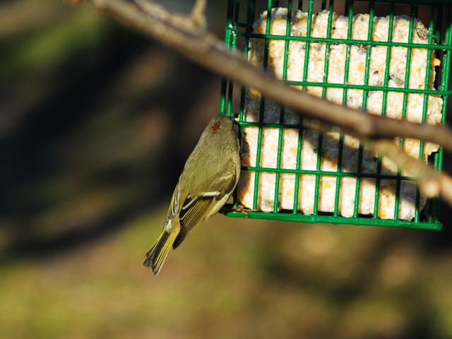 Ruby-crowned Kinglet